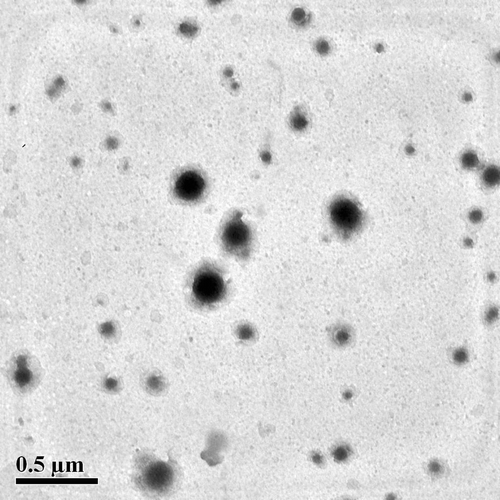 Figure 1. TEM image of mPEG-PCL with PEG mole ratio of 30% (HbPN30) revealing shape and sizes of nanoparticles encapsulating hemoglobin molecules.