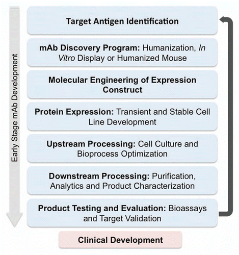 Figure 1 Early stage development of a therapeutic mAb spanning antigen identification through discovery, expression and purification. This preclinical stage represents an iterative process in which results from testing and evaluation feed back on the molecular elements of the mAb.