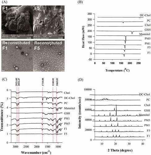 Figure 1. Physicochemical characterization of proliposomes. (A) (upper) SEM image of proliposomes (F1 and F5) and (lower) TEM image of reconstituted liposomes from F1 and F5, (B) Differential scanning calorimetry curves of GSH, PC, Chol, DC-Chol, mannitol, proliposomes, and PM, (C) Fourier transform infrared spectra of GSH, PC, Chol, DC-Chol, mannitol, proliposomes and PM, and (D) X-ray diffractometry spectra of GSH, PC, Chol, DC-Chol, mannitol, proliposomes, and PM.