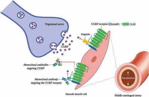 Figure 1. An overview of some antimigraine drugs that directly block CGRP or its receptor. Since CGRP plays an important role in the pathophysiology of migraine, in the last decades new antimigraine drugs have been developed for migraine treatment. These drugs include: (i) gepants, which act by directly blocking the CGRP receptor (i.e. rimegepant and atogepant); and (ii) monoclonal antibodies, which directly block CGRP (i.e. eptinezumab, fremanezumab and galcanezumab) or its receptor (i.e. erenumab). CLR, calcitonin receptor-like receptor; RAMP1, receptor activity-modifying protein 1