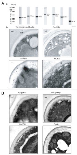 Figure 1. Immuno-TEM analysis of the distribution of FBPase, MDH2, Icl1p, Pck1p, GAPDH, and Cpr1p in glucose-starved wild-type cells. (A), wild-type cells expressing Icl1p-HA and Pck1p-Myc were lysed and total lysates were examined by western blotting using antibodies directed against Sec28p, FBPase, MDH2, HA, Myc, GAPDH, and Cpr1p. (B), wild-type cells expressing Icl1p-HA and Pck1p-Myc were starved of glucose for 3 d and fixed. Cells were processed and embedded. Thin sections (10 nm) were incubated in the absence or presence of primary antibodies directed against Sec28p, FBPase, MDH2, HA, Myc, GAPDH, and Cpr1p followed by secondary antibodies conjugated with 10 nm gold particles. Enlargements of the periplasm in sections of the whole cells were shown. CW:cell wall. PM:plasma membrane. Bars: 200 nm.