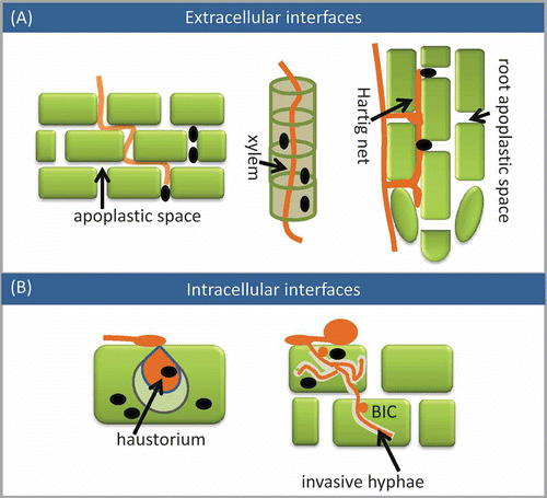 Figure 1. Effectors and interfaces of plant–pathogen interactions. (A) Extracellular interfaces. The Hartig net is typical of ectomycorrhizal fungi. (B) Intracellular interfaces. Invasive hyphae are developed by the rice blast fungus. The plant cells are represented by squares or columns. Fungal or oomycete tissues are represented by threads and ovals. Effectors are indicated with black dots.