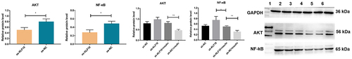 Figure 8. The effect of insulin and KLF10 on protein expression of AKT and NF-kB.