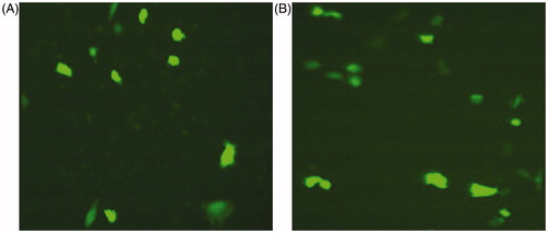 Figure 4. Transfection efficiency comparison of different PEI/plasmid ratios. Visualization of green fluorescent protein (GFP) expression with fluorescence microscopy was used to compare the transfection efficiency of lowest (0.5) and highest (8) PEI/Plasmid ratios into the Neuro2A cells.