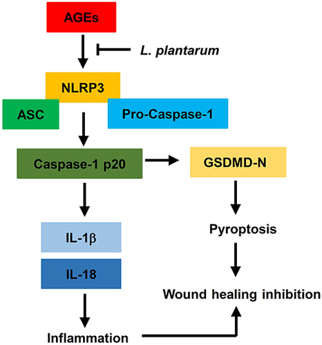 Figure 7 L.Plantarum promotes diabetic wound healing by inhibiting the effects of AGEs and NLRP3 inflammasome activation.