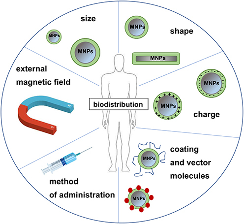 Figure 8 The main factors affecting the biodistribution of MNPs.