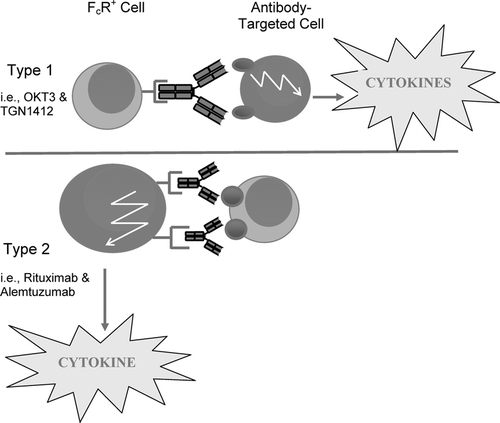 FIG. 1 In Type 1 reactions, cytokines are released from the targeted cell, following drug binding to “activation” receptors via the Fab region of the antibody. Receptor binding by the agonist drug results in the activation of signal transduction pathways leading to cytokine synthesis. For Type 2 reactions, cytokine release occurs following ligation of low affinity Fc receptors (FcR+) by antibody opsonised target cells. Activation of signal transduction pathways, this time associated with the FcR, results in cytokine synthesis in the Type 2 reaction.