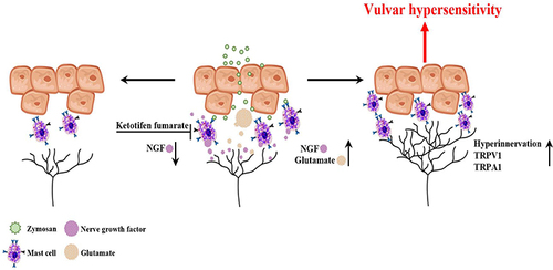 Figure 13 Diagram illustrating the involvement of mast cells in chronic vulvar pain development. Inflammation induced by zymosan leads to glutamate and NGF release from the inflammation area. The early inflammatory events (MC degranulation, NGF, and glutamate release) set the stage for long-term MC accumulation, nerves neuromodulation, and hyperinnervation manifested as vulvar hypersensitivity. In turn, mast cell stabilization by ketotifen fumarate attenuates the upregulated level of NGF during inflammation, modulates the neuronal modifications, reduces mast cells accumulation, and enhances mechanical hypersensitivity after repeated inflammation challenges.
