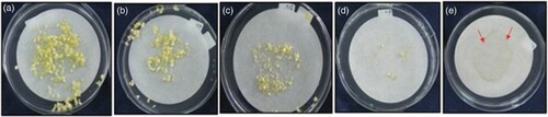 Figure 2. Cells cultured on SMA supplemented with (a) 0 mg l−l (control), (b) 10 mg l−l, (c) 20 mg l−l, (d) 30 mg l−l and (e) 50 mg l−l hygromycin B. SCV = settled cell volume.