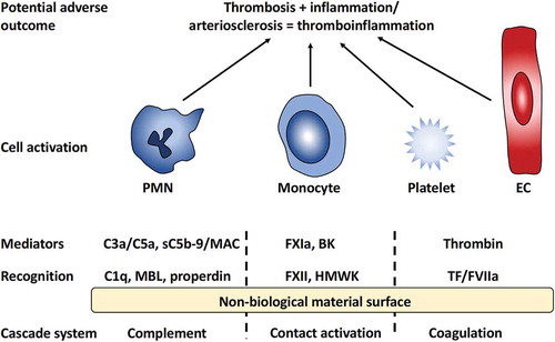 Figure 1. Overview of innate immunity reactions initiated by the interaction between blood and a non-biological material surface. Recognition molecules of the different cascade systems target non-self-structures on the surface. C1q, mannan-binding lectin (MBL), and properdin trigger the complement system generating the anaphylatoxins C3a and C5a as well as the lytic sC5b-9 and membrane attack complex (MAC). Activation of the contact system is triggered by Factor XII (FXII) and high molecular weight kininogen (HMWK), leading to the activation of FXI and generation of the potent anaphylatoxin bradykinin (BK); binding of FVII and tissue factor (TF) of the coagulation system ultimately leads to the generation of thrombin from prothrombin. Collectively, these mediators generated by the cascade systems trigger the activation of polymorphonuclear leukocytes (PMNs), monocytes, platelets, and endothelial cells (ECs) that may lead to inflammatory and thrombotic reactions, i.e., a thrombo-inflammation, that may seriously harm the patient.