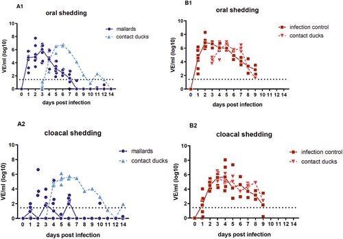 Figure 2. Oral versus cloacal shedding in virus equivalents per ml (VE/ml) per log10 derived from H5-specific RTqPCR. A: target group (seropositive mallard ducks) and contact ducklings; B: infection control group (seronegative Pekin ducks) and contact ducklings. In the infection control group, the shedding was terminated after 9 dpi due to the death of all ducks in the group. Individual results of detected RNA copy numbers are given as virus equivalents (VE), calculated using a standard curve with data from each PCR run. The lines connect the medians calculated for each day post infection. The limit of detection is at 101.43 VE/ml (dotted line).