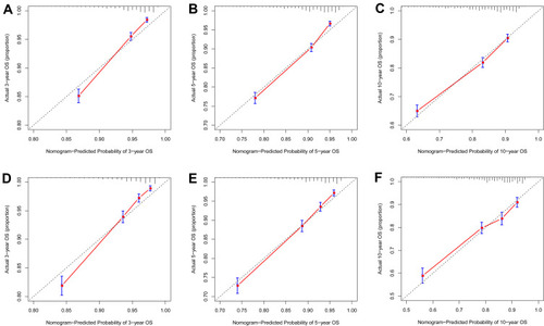 Figure 5 Calibration plots of the nomogram for 3‐, 5‐, and 10-year overall survival (A–C) prediction in the training cohort, and 3‐, 5‐, and 10-year overall survival (D–F) prediction in the validation cohort.