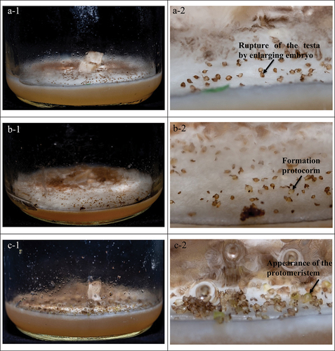 Figure 4. Symbiotic seed germination and seedling developmental stages of P. hirsutissimum inoculated with mycorrhizal fungus DYXY033 cultured on PDA medium. Stage 1, rupture of the testa by enlarging embryo (arrow) (a-1, a-2); stage 2, protocorm formation by expanding embryo (arrow) (b-1, b-2); stage 3, the appearance of the protomeristem (arrow) (c-1,c-2); stage 4, the emergence of the leaf (arrow) (d-1, d-2); stage 5, elongation of the leaf to form a seedling (arrow) (e-1, e-2, f-1, f-2). Seeds’ germination and development on the wall of the bottle covered with mycelium (arrow) (g). Seedling with “cilium” rhizoids (arrow) (h). Reticulated fungal hyphae (arrow) (i). Rooting on the bottle wall (arrow) (j). P. hirsutissimum seedlings after 270 days of inoculation (k). Th seedlings are planted in the greenhouse (l).