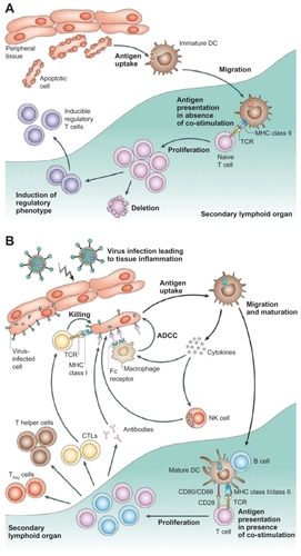 Figure 2 Different functions of immature and mature dendritic cells. A) In the absence of inflammation and costimulation, antigen presentation to immature dendritic cells induces tolerance or anergy (lack of an immune response). This results in deletion or induction of a regulatory phenotype of T cells. B) In the presence of inflammation, immature dendritic cells become activated into mature dendritic cells. Antigen presentation in the presence of costimulatory molecules causes clonal expansion of CD4+ (helper) and CD8+ (cytotoxic) T cells and activation of B cells to produce antibodies and NK cells. Copyright © 2005, Nature Publishing Group. Reproduced with permission from Banchereau J, Palucka AK. Dendritic cells as therapeutic vaccines against cancer. Nat Rev Immunol. 2005;5(4):296–306.