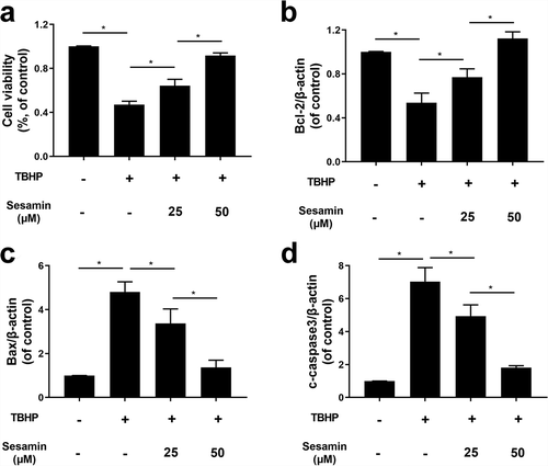 Figure 5. Sesamin alleviates TBHP-induced HUVECs apoptosis at gene level.