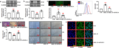 Figure 4. rhIL-13 stimulated ROS accumulation via the NOX-4. (a) rhIL-13 stimulated the expression of NOX-4. **p < .01 vs. Ctrl; ##p < .01 vs. rhIL-13. (b) transfection efficiency of NOX-4 siRNA in cultured HUVECs. **p < .01 vs. Ctrl. (c) NOX-4 inhibition eliminated the accumulation of ROS induced by rhIL-13. **p < .01 vs. Ctrl; ##p < .01 vs. rhIL-13. Scale bars: 200 μm. (d) the co-application of NOX-4 siRNA and rhIL-13 inhibited the rhIL-13 induced inhibition of cell migration in cultured HUVECs. **p < .01 vs. Ctrl; ##p < .01 vs. rhIL-13. Scale bars: 200 μm. (e) F-actin staining after treatment with rhIL-13. Scale bars: 200 μm. The results were derived from 3 independent experiments each performed in duplicate. Data represent the mean±SD. Control, Ctrl. Negative control, NC.