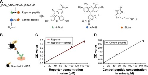 Figure 3 Schematic of urine reporter detection.Notes: (A) Schematic of ligand-encoded reporter along with chemical structures of associated ligands. (B) Schematic of ELISA sandwich complex. (C) Reporter concentration (R, Rc + R) in urine was detected with anti-FAM antibody by ELISA. (D) Control peptide concentration (Rc) in urine was detected with anti-AF488 antibody by ELISA.Abbreviations: ELISA, enzyme-linked immunosorbent assay; HRP, horseradish peroxidase; OD, optical density, R, reporter; Rc, reporter control peptide.