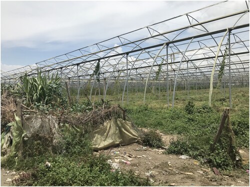 Figure 4. Small gardens cultivated on land formerly reserved for rose cultivation after workers moved the fenceline (© Anna Lisa Ramella).