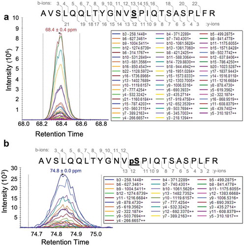 Figure 3. Gld2 is phosphorylated at S62 when incubated with EGF-stimulated HEK 293 cell extract. Mass spectra of Gld2 after incubation with cell extracts from EGF stimulated HEK 293 cells showing (a) unphosphorylated S62 and (b) phosphorylation at S62 (bolded and underlined). The intensity for y and b-ions resulting from fragmentation of the peptide containing S62 is shown; these intensities are overlaid on the retention time position of the full peptide mass. M/z values for each y and b ion are shown. Gld2 was isolated using a GST Spintrap column before mass spectrometry. Trypsin was used to generate the Gld2 peptides and the ions from the peptides are shown in the mass spectra. A full scanning was performed to obtain all possible modifications and was followed by parallel reaction monitoring (PRM) to verify the modification at S62.