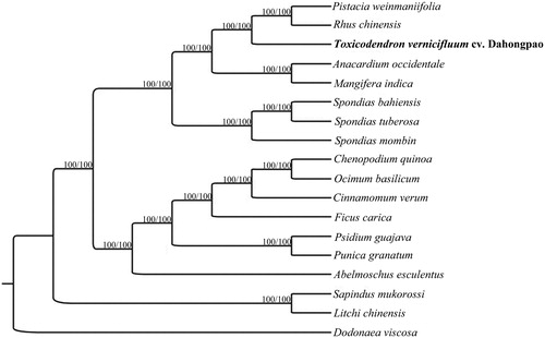 Figure 1. Phylogenetic relationships among 15 complete chloroplast genomes of Anacardiaceae. Bootstrap support values are given at the nodes. Chloroplast genome accession number used in this phylogeny analysis: Pistacia weinmaniifolia: MF630953; Rhus chinensis: KX447140; Toxicodendron vernicifluum cv. Dahongpao: MK550621; Anacardium occidentale: KY635877; Mangifera indica: KY635882; Spondias bahiensis: KU756561; Spondias tuberosa: KU756562; Spondias mombin: KY828469; Chenopodium quinoa: KY635884; Ocimum basilicum: KY623639; Cinnamomum verum: KY635878; Ficus carica: KY635880; Psidium guajava: KY635879; Punica granatum: KY635883; Abelmoschus esculentus: KY635876.