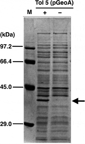 Figure 4. Confirmation of GeoA expression in a transformant of Acinetobacter sp. Tol 5.Whole cell lysate from Tol 5 transformant, Tol 5 (pGeoA), cells was analyzed by SDS-PAGE. An arrowhead indicates a protein induced remarkably by the addition of 0.5% arabinose. M, protein marker (AE-1440, EzStandard; ATTO); (+), Tol 5 (pGeoA) cells grown with 0.5% arabinose; (–), Tol 5 (pGeoA) cells grown without 0.5% arabinose.