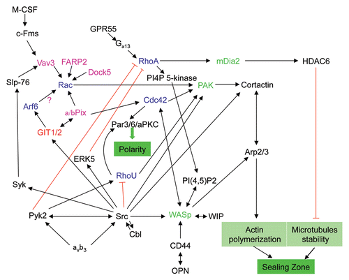 Figure 3 Role of small GTPases in signaling pathways regulating the polarization of osteoclasts. Upon adhesion of osteoclasts to the bone matrix, engagement of the vitronectin receptor (αvβ3) and CD44 activates several downstream signaling pathways to promote the formation of the sealing zone and osteoclast polarization. These pathways involve a variety of small GTPases (blue), GAPs (red), GEFs (pink) and GTPase effectors (green) and can also be activated via other receptors such as the M-CSF receptor and the G protein-coupled receptor GPR55.