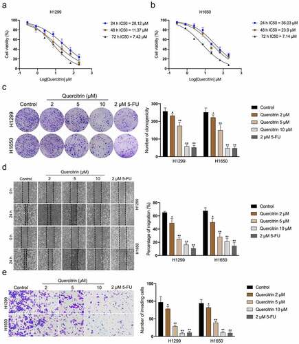 Figure 1. Quercitrin reduces LUAD cell growth, migration, and invasion. a-b. CCK-8 proliferation assay of H1299 and H1650 cells treated with different concentrations of quercitrin for 24 hours, 48 hours, or 72 h. c. Colony formation assay of H1299 and H1650 cells treated with quercitrin (2, 5, 10 μM). d. Wound healing assay of H1299 and H1650 cells treated with quercitrin. E. Transwell invasion assays showed that quercitrin decreased the invasion ability of H1299 and H1650 cells. Data represent the Mean ± SD for at least three independent experiments. *P< 0.05, **P< 0.01 compared with control.