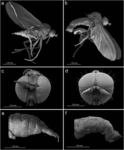Figure 6. Scanning electron microscopy showing general morphology of (a) female and (b) male of Rhamphomyia aquila sp. nov. body, lateral view; (c) female head, full face view; (d) male head, full face view; (e) female terminalia; (f) male terminalia.