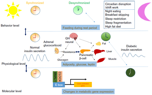 Figure 2 Behavioral factors that may affect the development of type 2 diabetes are influenced by shift work, eating behavior (breakfast skipping, night eating), and sleep loss (sleep restriction, sleep fragmentation).