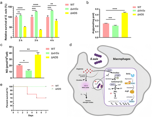 Figure 6. ADS facilitated S. suis to evade killing from macrophages. (a) Intracellular survival ability of the WT, ΔxtrSs and ΔADS strains in RAW264.7 macrophage cells. (b) Intracellular arginine incubated with different S. suis strains. (c) NO production of RAW264.7 incubated with different S. suis strains. (d) The mechanism by which S. suis ADS resists the killing effect of RAW264.7 macrophage cells created with BioRender. The increased survival of S. suis may be mediated by decreased NO and H+ due to competition for cellular arginine by ADS. (e) Survival percentage of mice infected with the WT and ΔADS strains. Each group containing 10 mice was monitored every 24 h. All data are represented as mean ± SEM of triplicate samples (*: p < 0.05; **: p < 0.01; ***: p < 0.001; ****: p < 0.0001; ns: no significance).