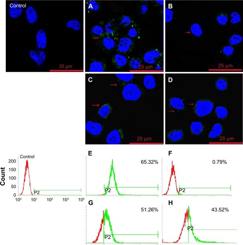 Figure 9 Confocal fluorescence microscopy images and flow cytometry analysis of TMAB-PEG-PAMAM-FITC (A, B, E, F) and PEG-PAMAM-FITC (C, D, G, H) binding to BT474 cells pretreated with TMAB (0.2-fold molar excess) for 30 min. The red arrows indicate fluorescence of TMAB-PEG-PAMAM-FITC and PEG-PAMAM-FITC.Abbreviations: TMAB, trastuzumab; PEG, polyethylene glycol; PAMAM, polyamidoamine; FITC, fluorescein isothiocyanate; min, minutes.