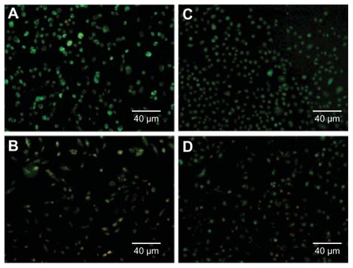 Figure 7 Images of A549 (A and B) and MCF-7 cells (C and D) incubated with generation 3 PAMAM (A and C), or generation 4 PPI (B and D) for 12 hours at a concentration of 14.5 μM.Figure 8 Viability of MCF-7 cells incubated with generation 3, generation 4, and generation 5 PAMAM dendrimers at different concentrations for 48 hours.Abbreviation: PAMAM, polyamidoamine.Display full sizeScheme 1 Molecular structures of PAMAM (A) and PPI (B) dendrimers.Abbreviations: PAMAM, polyamidoamine; PPI, polypropylenimine.Display full sizeAbbreviations: PAMAM, polyamidoamine; PPI, polypropylenimine.