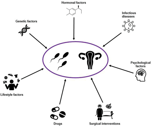 Figure 2. Factors associated with infertility in both men and women.