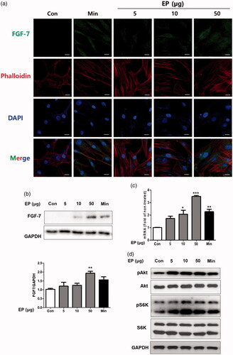 Figure 5. EP's effects on the expression of FGF-7 in human dermal papilla cells (HDPs). (a) EP increased cytoplasmic expression of FGF-7. HDPs were treated with EP (5, 10 and 50 μg/mL) or minoxidil (10 μM) for 24h. Subcellular localization of FGF-7 was determined by immunofluorescence staining for endogenous FGF-7. Phalloidin and DAPI were respectively used to staining cytoskeleton and cell nuclei. Bar scale represents 10 μm. EP treatment increased the expression of FGF-7 in HDPs both protein (b) and mRNA (c) level. EP treatment also activated the Akt, mTOR signaling in HDPs (d).