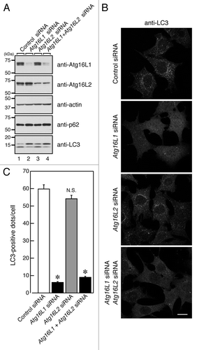 Figure 8. Effect of knockdown of endogenous Atg16Ls on autophagosome formation. (A) MEF cells treated with Atg16Ls siRNA (or control siRNA) were cultured in HBSS for 1.5 h and harvested. The cells were solubilized with 1% Triton X-100, and their lysates were subjected to 10% SDS-PAGE followed by immunoblotting with the specific antibodies indicated. The size of the molecular mass markers (in kDa) is shown at the left. (B) MEF cells prepared as described in (A) were fixed in 4% paraformaldehyde and stained with anti-LC3 antibody. Scale bar, 20 μm. (C) The number of LC3-positive dots in (B) was counted. Bars represent the means and SE of one representative experiment (n > 150). *p < 0.001 (Tukey’s Multiple Comparison Test).