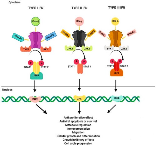 Figure 1. Interferon signaling and role in cancer, reproduced with permission from Ref. [Citation6], under the terms of the Creative Commons CC BY license, 2020.