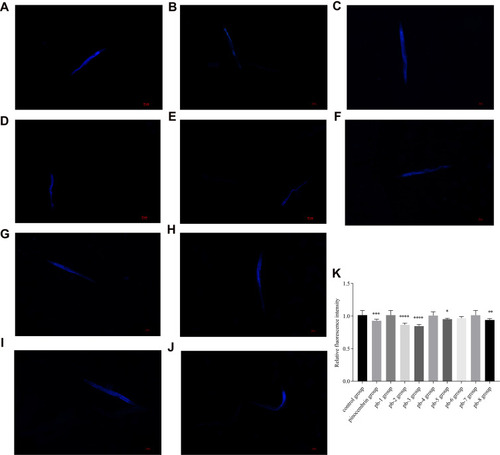 Figure 6 Effect of pinocembrin derivatives on aging pigment lipofuscin levels of wild-type C. elegans. ((A) Control group; (B) pinocembrin group; (C) pb-1 group; (D) pb-2 group; (E) pb-3 group; (F) pb-4 group; (G) pb-5 group; (H) pb-6 group; (I) pb-7 group; (J) pb-9 group) Representative pictures of lipofuscin accumulation in nematodes. (K) The relative fluorescence intensity of lipofuscin accumulation. Bars with different letters indicate that the values were significantly different (* p< 0.05, **p < 0.01, ***p <0.001, and ****p <0.0001).