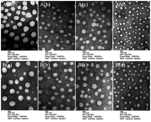 Figure 2. Characterization images of drug-loaded nanoparticles. A(a), A(b), A(c) and A(d) are TEM images of EMO-loaded PLGA nanoparticles (EPN), EMO-loaded PLGA-sTPGS nanoparticles (EPTN), EMO-loaded GalNAc-PLGA nanoparticles (EGPN) and EMO-loaded GalNAc-PLGA-sTPGS nanoparticles (EGPTN), respectively. B(a), B(b), B(c) and B(d) are TEM images of C6-loaded PLGA nanoparticles (CPN), C6-loaded PLGA-sPTGS nanoparticles (CPTN), C6-loaded GalNAc-PLGA nanoparticles (CGPN) and C6-loaded GalNAc-PLGA-sTPGS nanoparticles (CGPTN), respectively.
