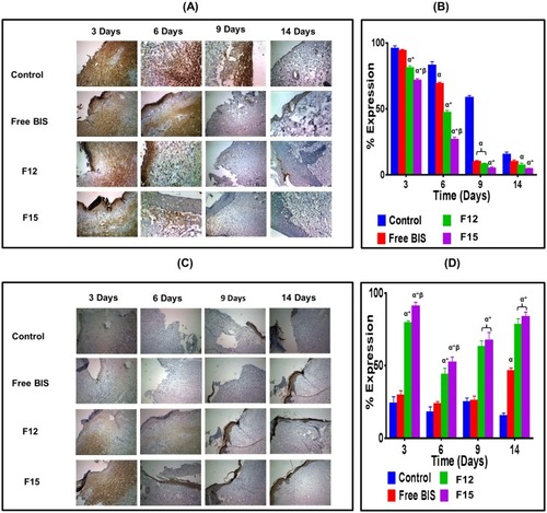 Figure 5 Immunohistochemical study of wound sections 3, 6, 9 and 14 days post-wounding of control, free BIS, F12 (blank 7% C-ZNFs), and F15 (50% BIS-loaded 7% C-ZNFs scaffolds)-treated groups. (A) representative immunohistochemical NF-κB staining (×10 magnification), (B) % expression of NF-κB, (C) representative immunohistochemical Cytokeratin AE1/AE3 staining (×10 magnification) and (D) % expression of Cytokeratin AE1/AE3. (α P < 0.05 vs Control; *P < 0.05 vs Free BIS; β P < 0.05 vs F12(blank 7% C-ZNFs)).