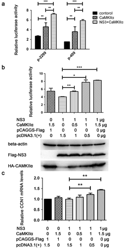 Figure 7. NS3 in cooperation with CaMKIIα activates CRE and up-regulates CCN1 transcription. (a) The pcDNA3.1(+) (900 ng) and pCAGGS-Flag (800 ng) (as a control) or HA-CaMKIIα (900 ng) and Flag-NS3 (800 ng) or HA-CaMKIIα (900 ng) and pCAGGS-Flag (800 ng), together with pRL-TK, and p-2299 or p-409 were co-transfected into HEK293T cells using ProFection calcium phosphate reagents. Subsequently, 48 h post-transfection, double luciferase assays were performed. The results were presented as Relative Luciferase Activity (firefly luciferase activity/renilla luciferase activity). (b) Various doses of HA-CaMKIIα, 1000-ng Flag-NS3, p-409, and pRL-TK were transfected into HEK293T cells using ProFection calcium phosphate reagents. The cells were harvested 24 h post-transfection for dual reporter luciferase assays. The results were presented as Relative Luciferase Activity (firefly luciferase activity/renilla luciferase activity). (c) Various doses of HA-CaMKIIα and 1000-ng Flag-NS3 were used for transient transfection into CCF-STTG1 cells using LipofectamineTM 3000 reagent. The cells were harvested 24 h post-transfection for RT-qPCR (comparative delta–delta Ct). Each experiment was repeated three times. Statistical analyses were performed using GraphPad Prism 6.0 software. Data are expressed as the mean ± standard deviation (SD)(*, P < 0.05; **, P < 0.01; ***, P < 0.001)