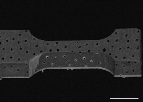 Figure 3. Sample for microtensile test (scale bar: 20 µm).