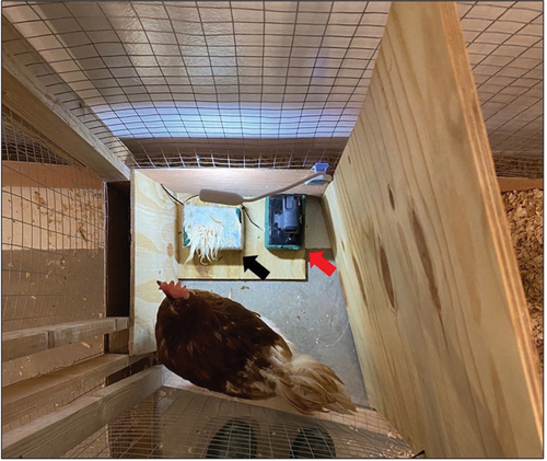 Figure 2. Set up of the test pen used for the study. The black arrow indicates the chicken model (foam block covered with feathered chicken skin). The red arrow indicates the high-speed video camera.