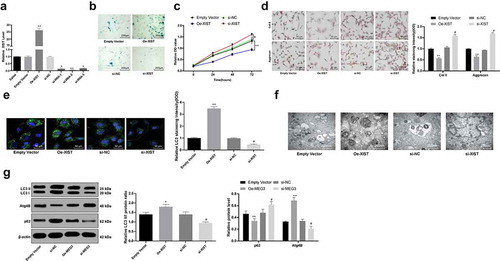 Figure 2. Silencing XIST enhances NPC viability and inhibits autophagy in vitro. (a), XIST expression in NPCs measured using RT-qPCR after transfection; (b), senescence of each group of NPCs detected by SA-β-gal staining; (c), viability of NPCs assessed using MTT assay; (d), levels of Col II and aggrecan in NPCs assessed using immunocytochemistry; (e), LC3 expression in NPCs confirmed by immunofluorescence staining; (f), formation of autophagosomes in NPCs observed under a TEM; (g), protein levels of LC3II, LC3I, p62 and Atg4B evaluated using western blot analysis. Each experiment was performed three times independently. Data are expressed as the mean ± standard deviation (n = 3); Data were analyzed by one-way, followed by Tukey’s multiple comparison test; *, compared to the empty vector group, p < 0.05; # compared to the si-NC group, p < 0.05