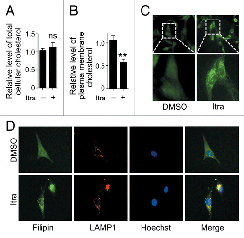 Figure 7. Itraconazole decreases cholesterol content in the plasma membrane. U87 cells were treated with DMSO or 5 μM itraconazole for 36 h. (A) The level of total cellular cholesterol was examined using the Cholesterol Assay Kit. The data are representative of 3 independent experiments. (B) Plasma membrane fraction was isolated by sucrose density gradient centrifugation, and the level of cholesterol on plasma membrane was examined using the Cholesterol Assay Kit. The data are representative of 4 independent experiments. (C) Cytoplasmic cholesterol distribution was examined by filipin staining. The data are representative of 3 independent experiments. (D) Cellular cholesterol distribution was determined by filipin staining coupled with LAMP1 immunofluorescence staining. The data are representative of 3 independent experiments. **P < 0.01; ns, not significant; Itra, itraconazole.