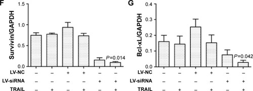 Figure 5 SiDcR3 sensitizes hepatocellular carcinoma cells through Bcl-2 family members.