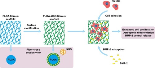 Figure 10 Microstructure and promoted biological properties of PLGA-MBG scaffold.Abbreviations: MBG, mesoporous bioactive glass; PLGA, poly(lactic-co-glycolic acid).