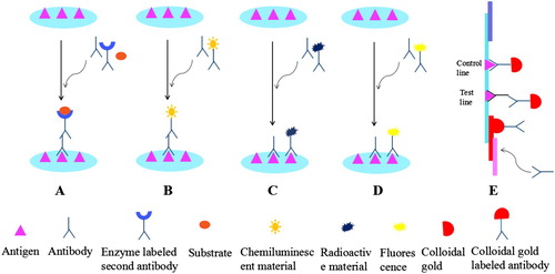 Figure 1. Principles of the immunoassays for the detection of antibiotics. (A) ELISA; (B) CLIA; (C) RIA; (D) FIA; (E) CGIA.