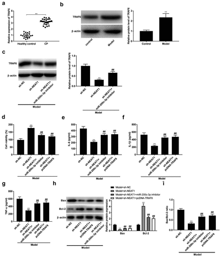 Figure 5. Silencing of NEAT1 inhibits inflammation and apoptosis by targeting miR-200c-3p/TRAF6 axis. (a) TRAF6 expression in healthy control individuals and CP tissues. **P < 0.01 vs. healthy control. (b) TRAF6 expression in control and model groups. **P< 0.01 vs. control. (c) The expression of TRAF6 was determined by Western blot after transfection of sh-NEAT1/sh-NEAT1 + miR-200c-3p inhibitor. **P < 0.01 vs. sh-NC. ##P < 0.01, vs. sh-NEAT1. (d-g) Cell viability and the levels of IL-6, IL-1β, and TNF-α in model + sh-NC, model + sh-NEAT1, model + sh-NEAT1 + miR-200c-3p inhibitor, and model + sh-NEAT1 + pcDNA-TRAF6 groups. **P < 0.01 vs. sh-NC. ##P < 0.01, vs. sh-NEAT1. (h-i) Relative protein expression of Bax and Bcl-2, and the ratio of Bax/Bcl-2 in Model + sh-NC, model + sh-NEAT1, model + sh-NEAT1 + miR-200c-3p inhibitor, and model + sh-NEAT1 + pcDNA-TRAF6 groups. **P < 0.01 vs. sh-NC. ##P < 0.01, vs. sh-NEAT1.