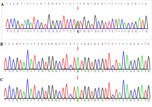 Figure 5 The SNV and InDel maps of genes in the child and parents. (A) Child; (B) Father; (C) Mother.