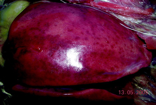 Figure 2.  Enlarged liver from a bird that also had an enlarged spleen.